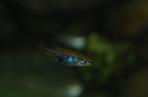 Allotoca maculata