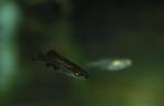 Allotoca maculata