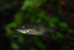 Xenotoca melanosoma
