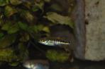 Allotoca zacapuensis