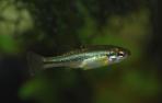Ilyodon whitei