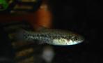 Xenotoca melanosoma