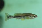 Ilyodon whitei
