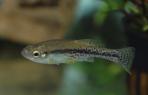 Ilyodon whitei