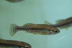 Ilyodon whitei