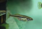 Ilyodon whitei