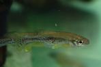 Ilyodon whitei
