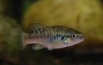 Allodontichthys polylepis