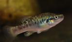 Allodontichthys polylepis