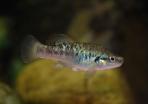 Allodontichthys polylepis