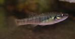 Allodontichthys polylepis