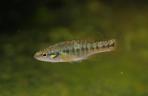 Allodontichthys zonistius