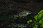 Allodontichthys tamazulae