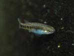 Characodon lateralis