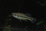 Allodontichthys tamazulae