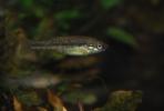 Allotoca catarinae