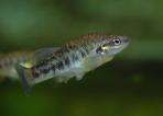 Allodontichthys polylepis