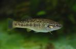 Allodontichthys polylepis