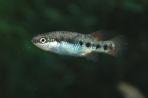 Characodon lateralis