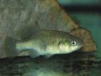 Xenotoca melanosoma