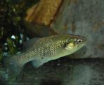 Xenotoca melanosoma