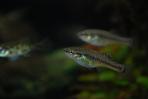 Allodontichthys tamazulae