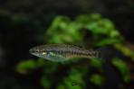 Allodontichthys tamazulae