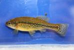 Ilyodon whitei