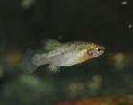 Zoogoneticus purhepechus