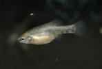 Zoogoneticus purhepechus