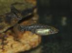 Zoogoneticus purhepechus