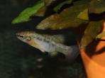 Zoogoneticus purhepechus