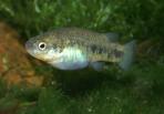Characodon audax