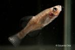 Girardinichthys viviparus