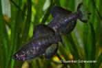 Girardinichthys viviparus