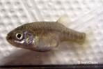 Girardinichthys viviparus