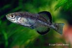 Girardinichthys viviparus
