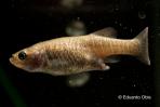 Girardinichthys viviparus
