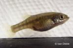Girardinichthys viviparus