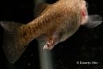 Girardinichthys viviparus