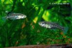Girardinichthys viviparus