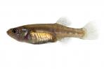 Girardinichthys viviparus