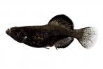 Girardinichthys viviparus