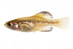 Girardinichthys viviparus