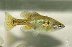 Skiffia multipunctata
