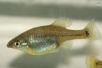 Skiffia multipunctata