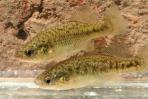 Xenotoca melanosoma