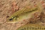 Xenotoca melanosoma