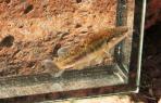 Allodontichthys polylepis