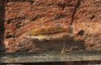 Allodontichthys polylepis